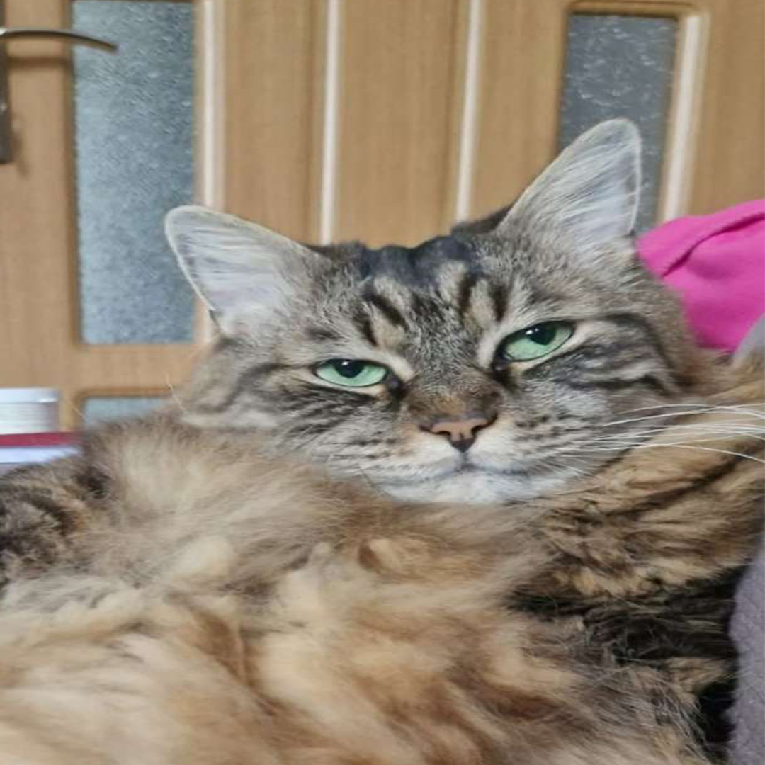 Miru profile picture