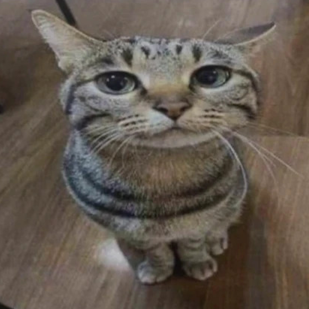 Stefania profile picture